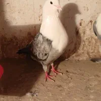 نرو ماده کله سفید