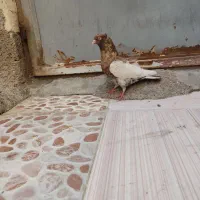 کبوتر|پرنده|خرمشهر, |دیوار