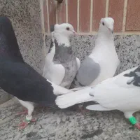 رنگی|پرنده|برخوار, |دیوار