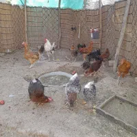 فروش تعدادی جوجه ومرغ و خروس|حیوانات مزرعه|بافت, |دیوار