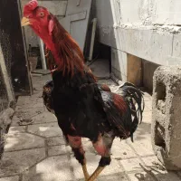 خروس لاری