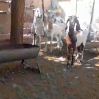 بز گلابی اصل و بز افغانی|حیوانات مزرعه|شیراز, دروازه اصفهان|دیوار