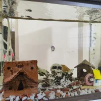 آکواریم ماهی