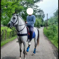 فروش یک راس نریان قد بلند و آرام نیلی رنگ|اسب و تجهیزات اسبسواری|ماسال, |دیوار