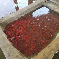 ماهی قرمزگلی|ماهی|رامیان, |دیوار