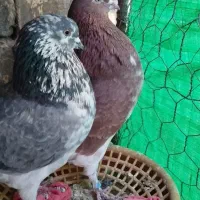 کفترپرشی کاشان