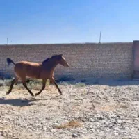 فروشی معاوضه هم دارم