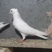 کبوتر سفید وزره ای