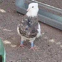 ۱۰ تا کبوتر پریده