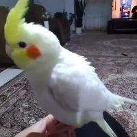 عروس هلندی لوتینو دوماه دستی|پرنده|جرقویه, |دیوار