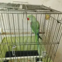 شاه طوطی ماده اماده