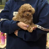 پودل ۶۰روزه