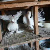 انواعدمچتریاصیلوزیبا|پرنده|بندر ترکمن, |دیوار