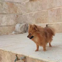 سگ پامر روباهی خیلی الی شناسنامه دار