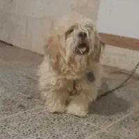 سگ پشمالو نر