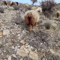 شیشک درجه یک بره قوچ بز|حیوانات مزرعه|شیراز, بازار|دیوار