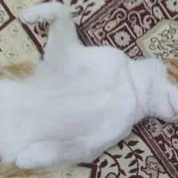 گم شده|حیوانات|اصفهان, سروستان|دیوار