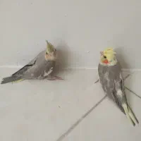 جوجه عروس هلندی
