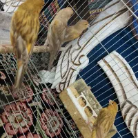 تعدادی قناری نر جوان|پرنده|کرمان, |دیوار