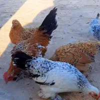 مرغ و خروس سابیل پوت وارداتی|حیوانات مزرعه|قم, کلهری|دیوار