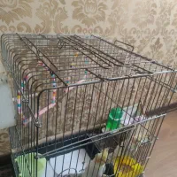 دوعدد عروس هلندی نر و ماده|پرنده|اسلام‌شهر, شهرک لاله|دیوار