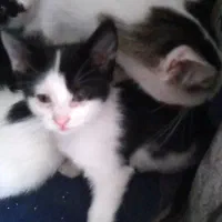 بچه گربه|گربه|بندر انزلی, سامانسر|دیوار