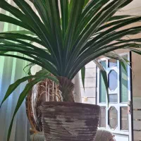 گل پاندانوس|گل و گیاه طبیعی|اشتهارد, |دیوار