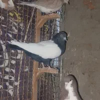 کبوتر