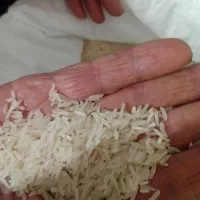 شالی ندا درجه یک