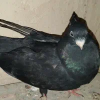 سیاه و سبز درشت