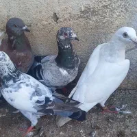 کبوتر معاوضه و فروش|پرنده|اردبیل, |دیوار