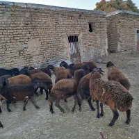 بره قربانی نر و ماده|حیوانات مزرعه|زنجان, |دیوار