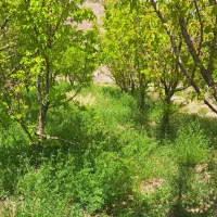 فروش یک قطعه باغ متراز۲۵۰۰متر مربع|فروش زمین و ملک کلنگی|درب بهشت, |دیوار