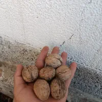 گردو پرچرب درشت کاغذی