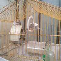 فنچ