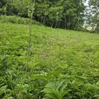 فروش زمین قابل ساخت و ساز (۲پلاک)|فروش زمین و ملک کلنگی|لشت نشا, |دیوار