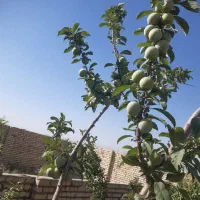 زمین فروشی فاز۵آران وبیدگل ۱۶۰ متر