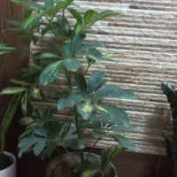 گلهای اپارتمانی|گل و گیاه طبیعی|اصفهان, ابر|دیوار