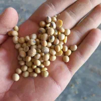 خرید و فروش دانه روغنی سویا