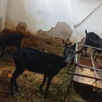 بز مورسیا