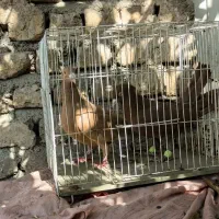 کفتر سرخ و زرد پشت هیکل جوجه|پرنده|مشهد, امیرآباد|دیوار