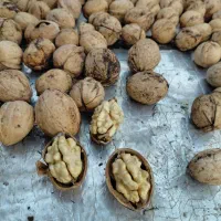 گردوی کاغذی درجه یک اردها