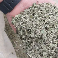 آویشن امسالی اصل منطقه طبس