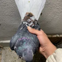 کبوتر خال افشان رنگی|پرنده|گرگان, |دیوار