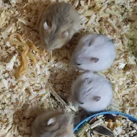 همستر به تعداد|موش و خرگوش|اندیشه, اندیشه فاز ۱|دیوار