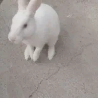 خرگوش چشم شرابی