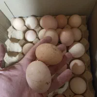 تخم م محلی|حیوانات مزرعه|گلپایگان, |دیوار