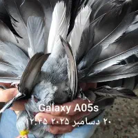 کبوتر|پرنده|فارسان, |دیوار