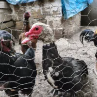 اردک روسی بزرگ جثه
