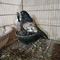 طاووسی سیاه عتیقه